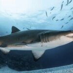 Thrill-seeking influencers chasing shark selfies are getting bitten – National