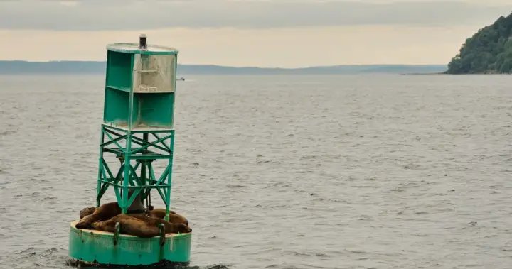 Canadian buoy found on shore of Irish island after journey across Atlantic – National